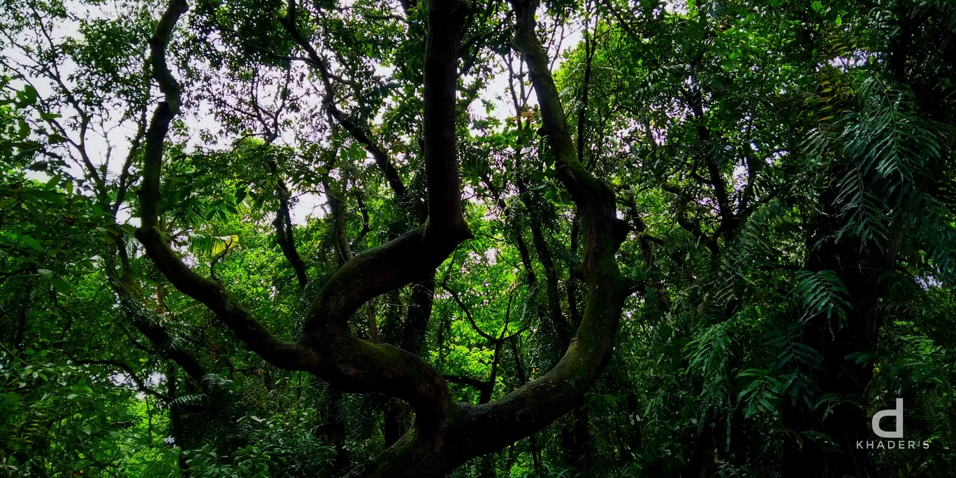 Photo of Pathiramanal Island By Shafeeque C a