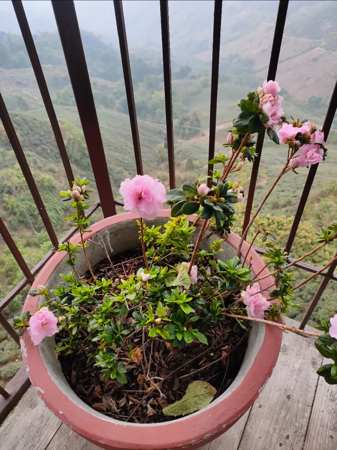 Photo of Margaret's Deck Tea Lounge (Goodricke Tea Pot) By BISHAKHA DAS CHOWDHURY