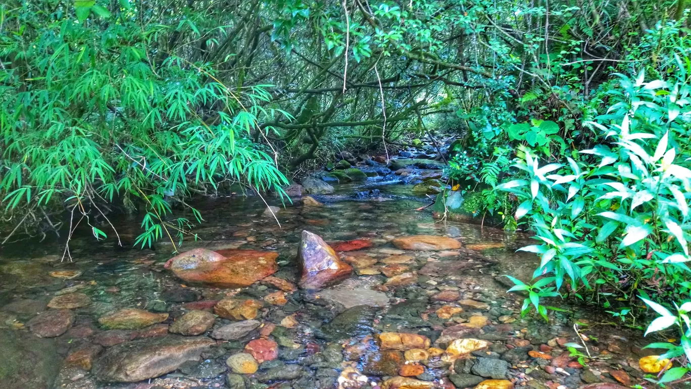 Photo of Mawphlang David Scott Trail By Vaishakh Jai