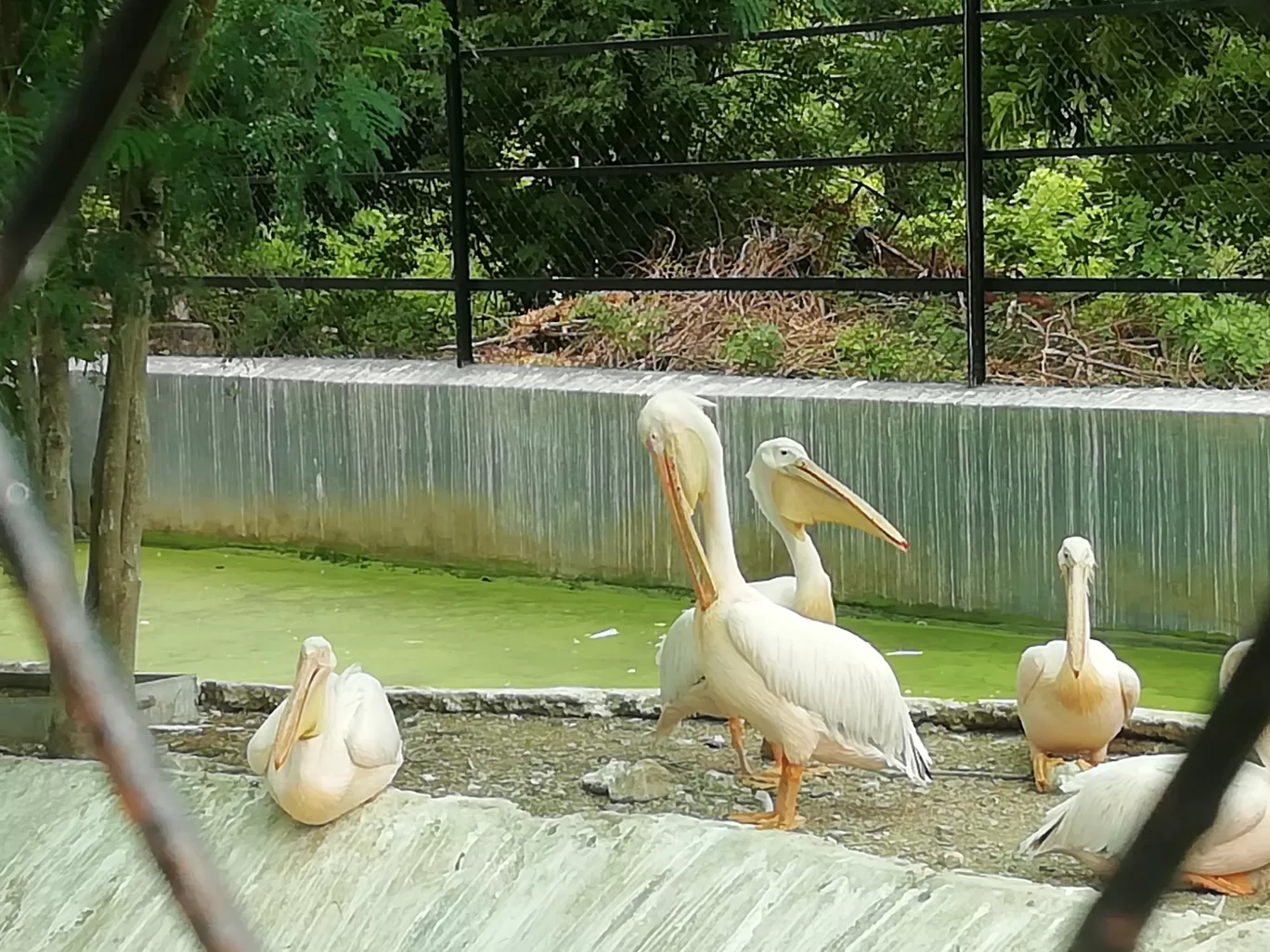 Photo of Arignar Anna Zoological Park By Jai balaji ram