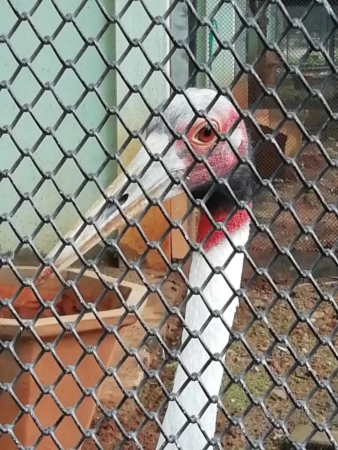 Photo of Arignar Anna Zoological Park By Jai balaji ram