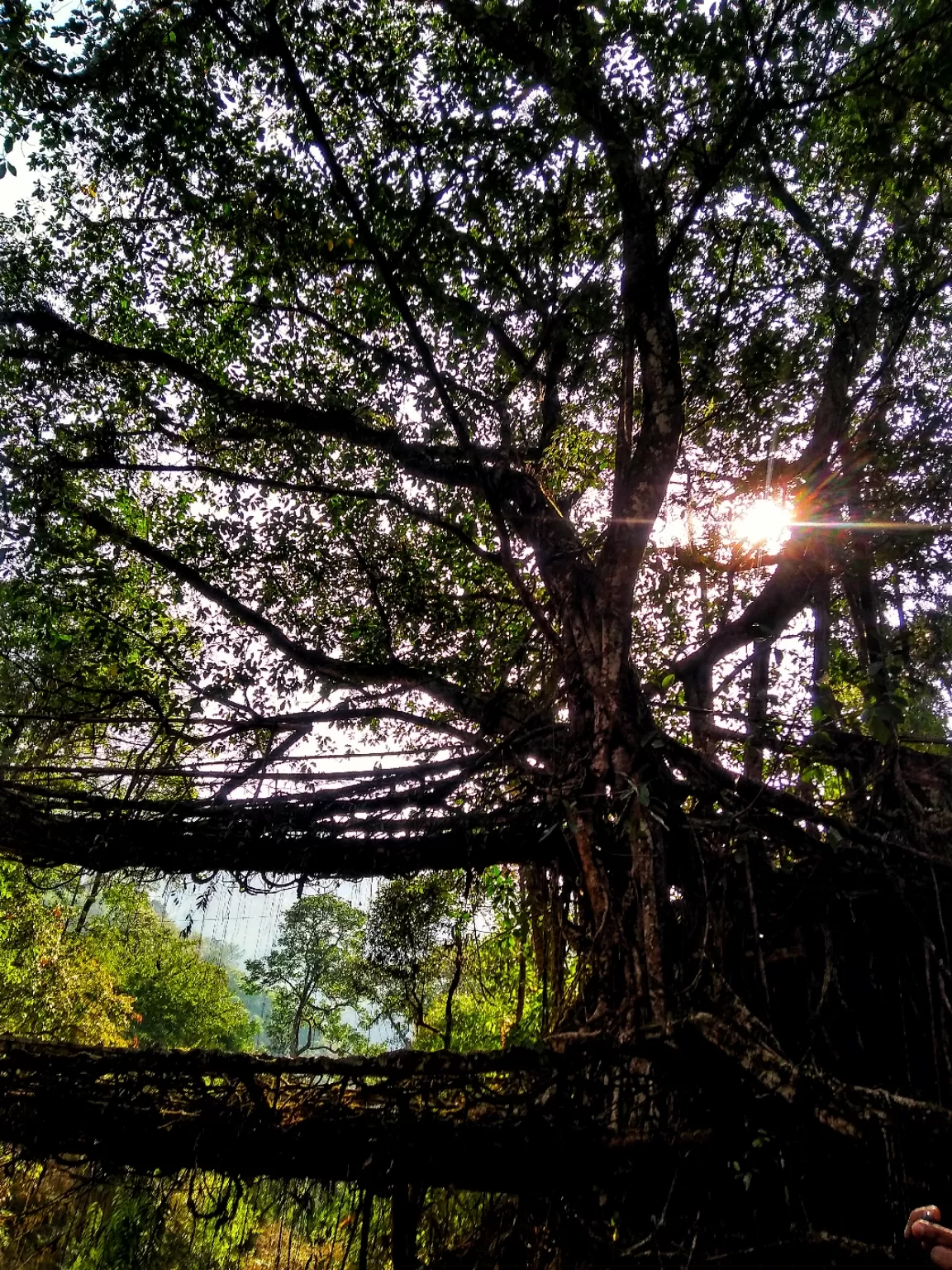 Photo of Living Root Bridge By Som Dutt