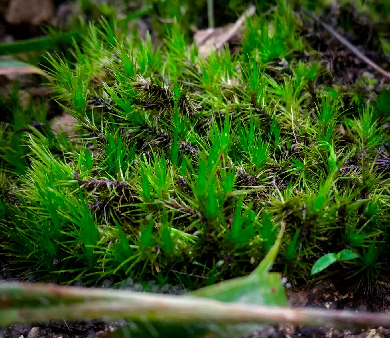 Photo of Ponmudi By Gopu Krishnan