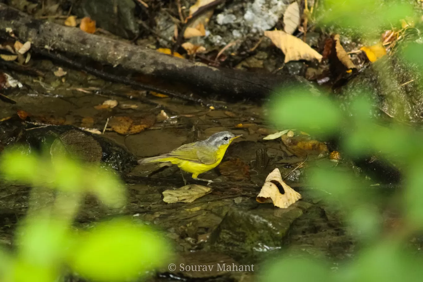 Photo of Dhaman By Sourav Mahant