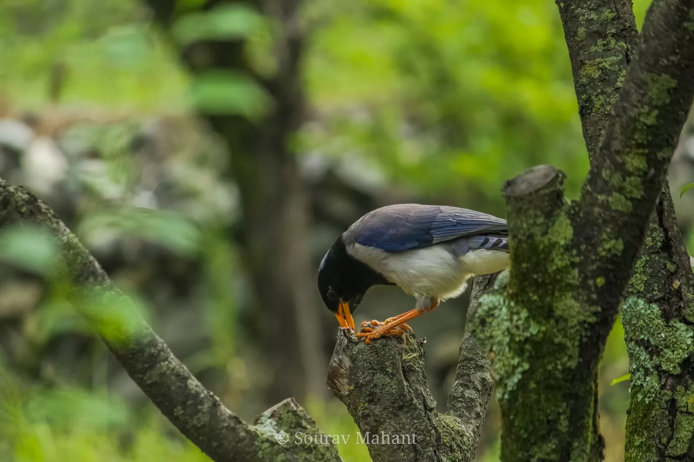 Photo of Dhaman By Sourav Mahant