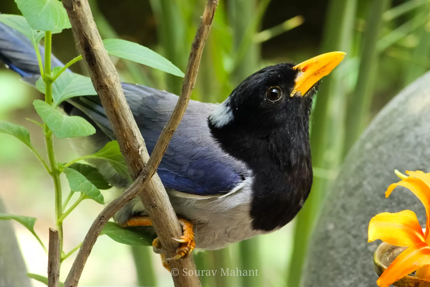 Photo of Dhaman By Sourav Mahant