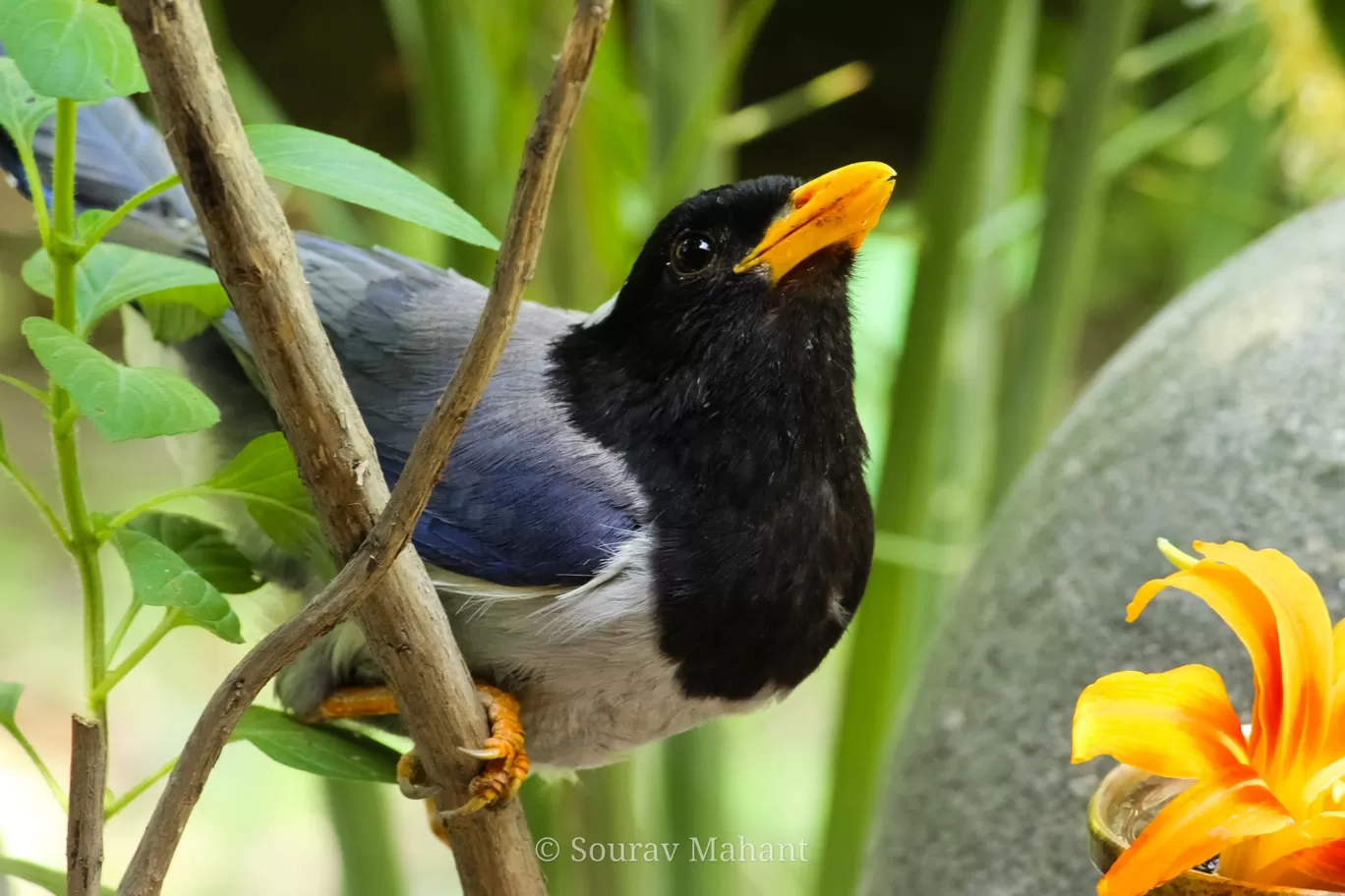 Photo of Dhaman By Sourav Mahant