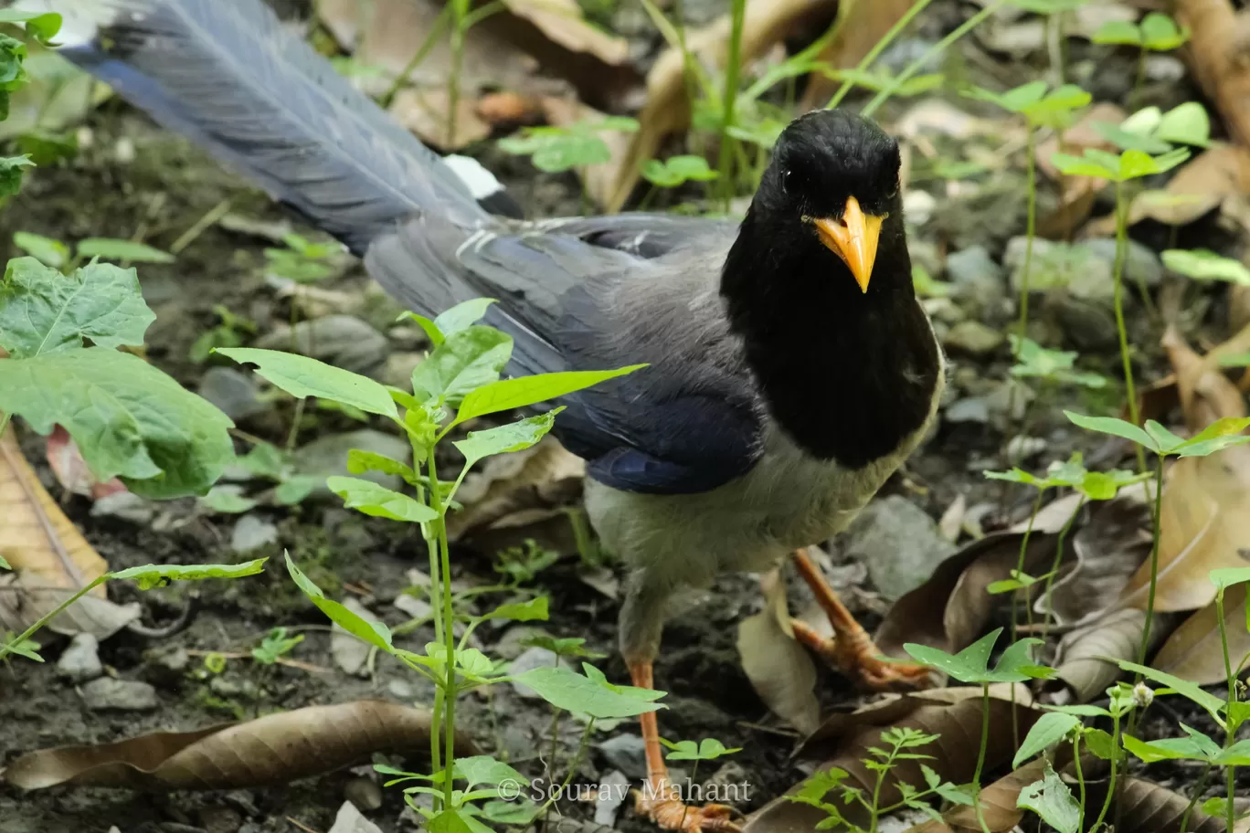 Photo of Dhaman By Sourav Mahant