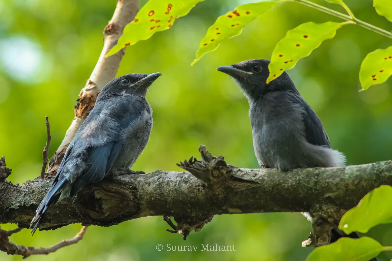 Photo of Dhaman By Sourav Mahant