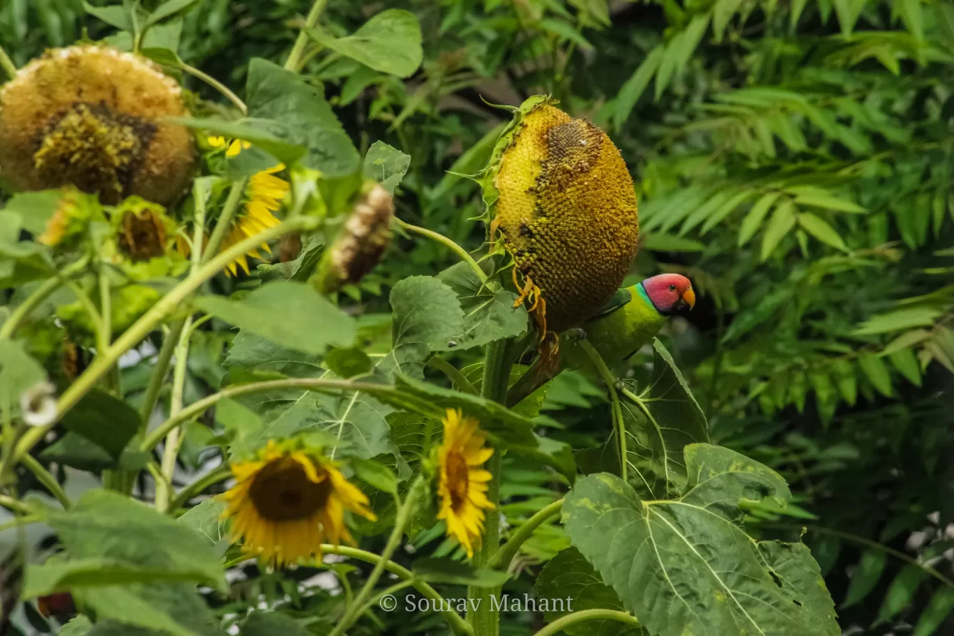 Photo of Dhaman By Sourav Mahant