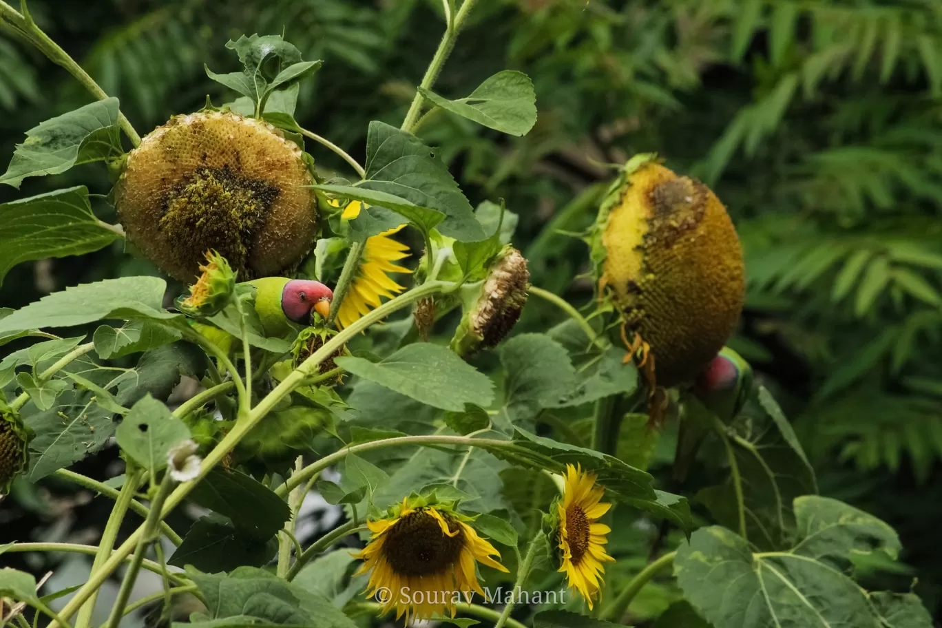 Photo of Dhaman By Sourav Mahant