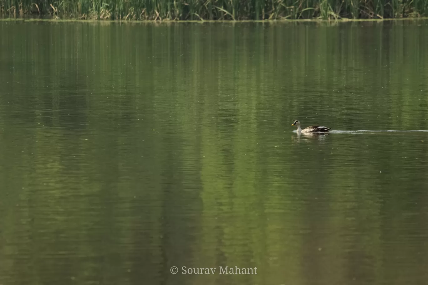 Photo of Chhatbir Zoo By Sourav Mahant