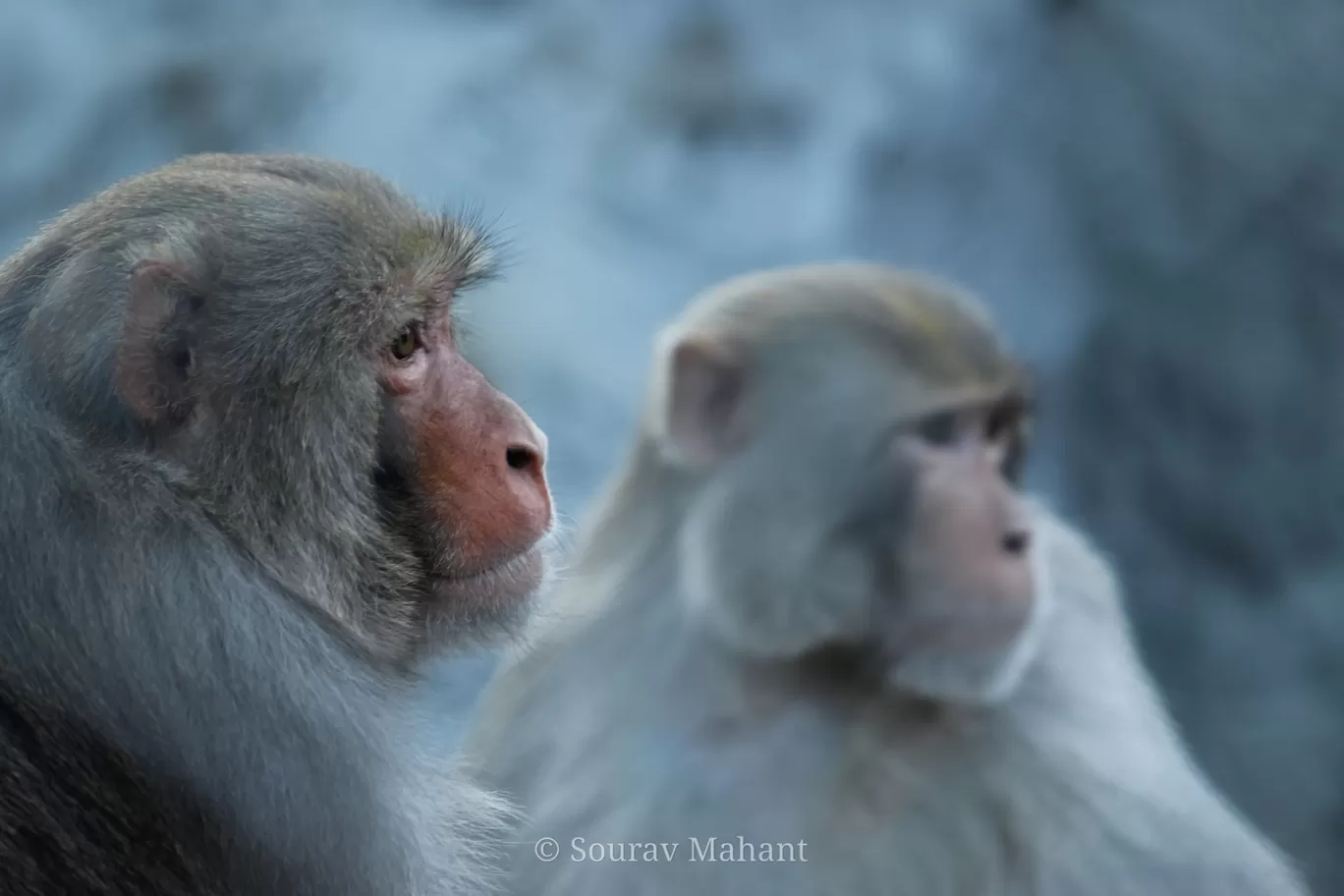 Photo of Chattbir Zoo park By Sourav Mahant