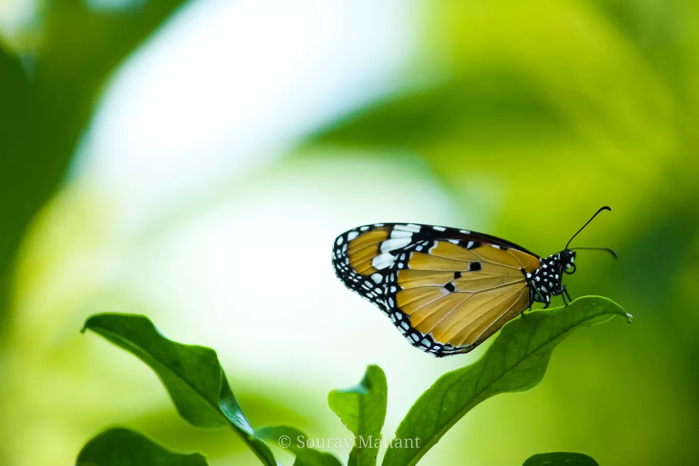 Photo of Dhaman By Sourav Mahant