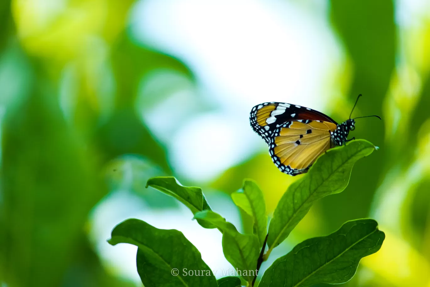 Photo of Dhaman By Sourav Mahant