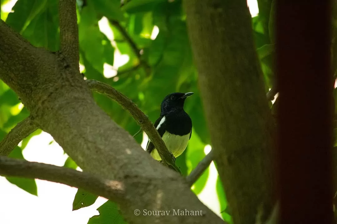 Photo of Dhaman By Sourav Mahant