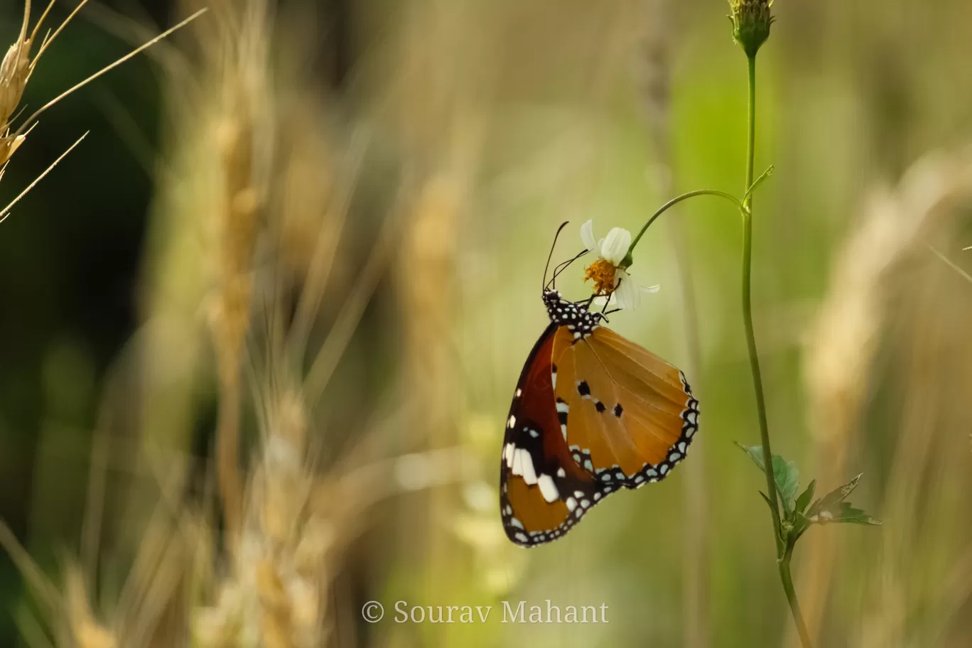 Photo of Dhaman By Sourav Mahant