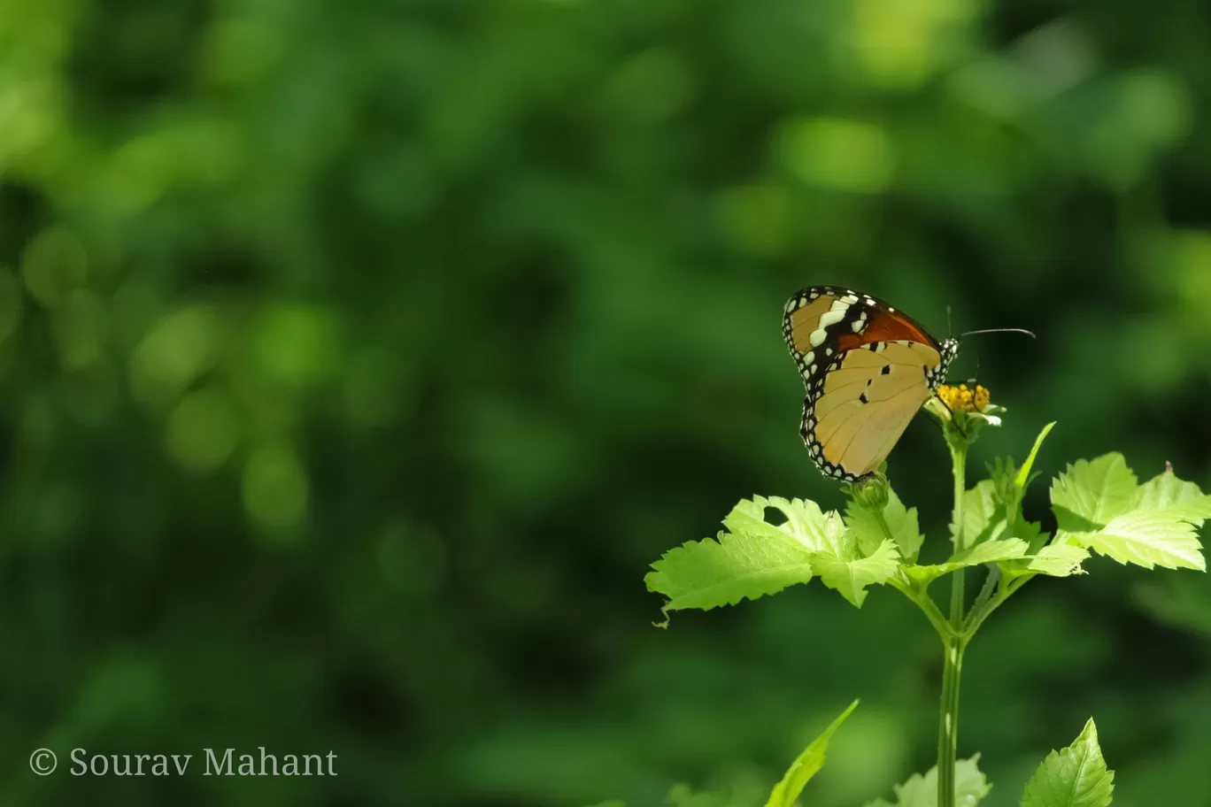 Photo of Dhaman By Sourav Mahant