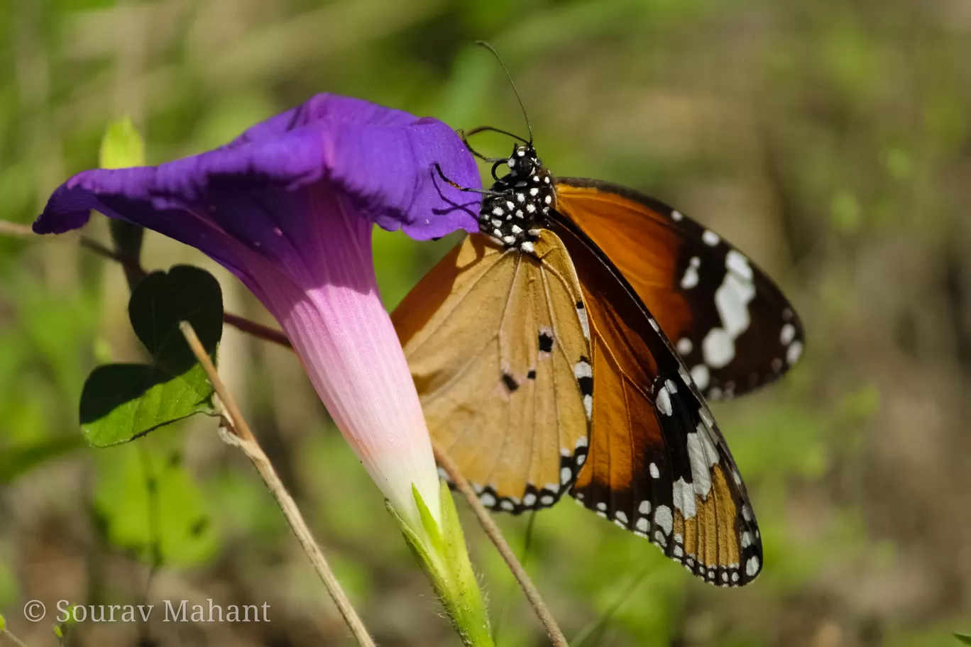 Photo of Dhaman By Sourav Mahant