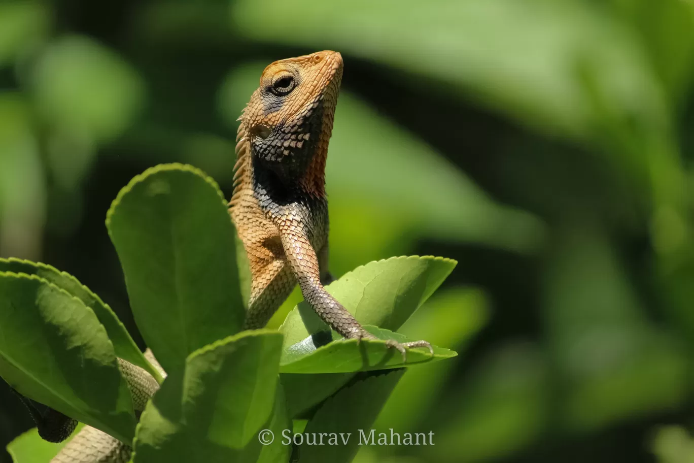 Photo of Dhaman By Sourav Mahant