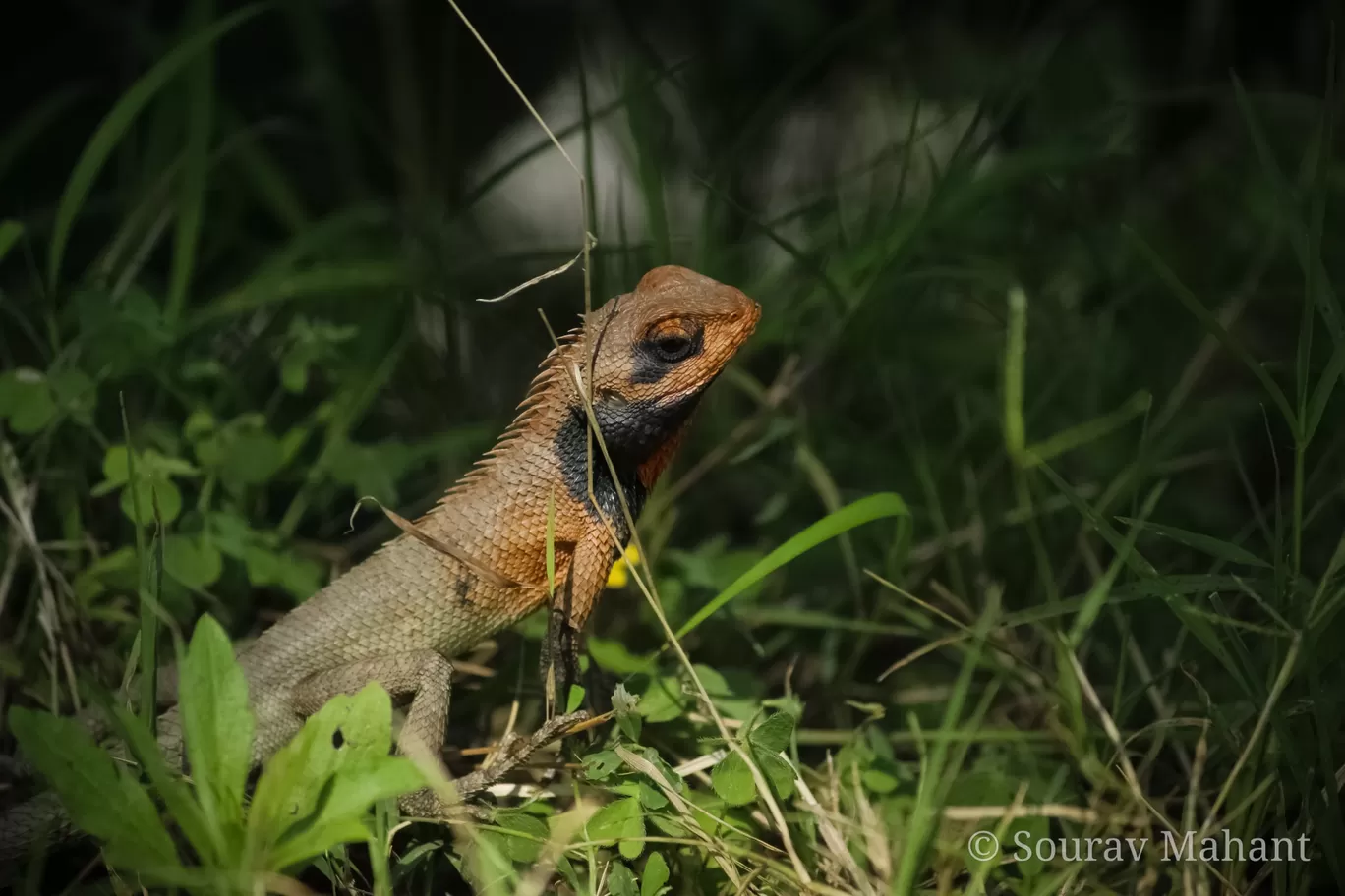 Photo of Dhaman By Sourav Mahant