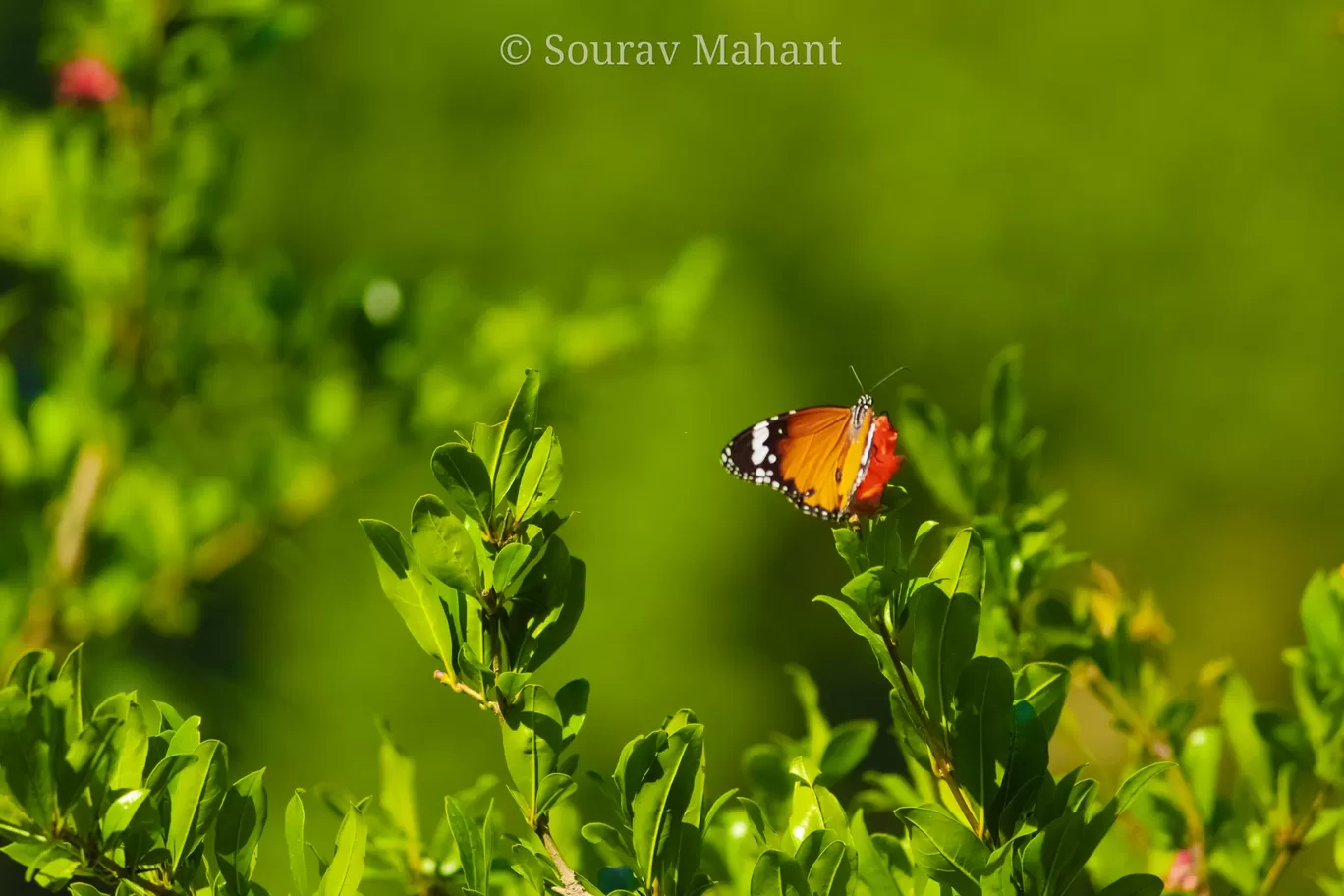 Photo of Dhaman By Sourav Mahant