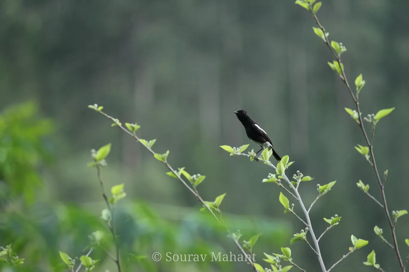 Photo of Dhaman By Sourav Mahant