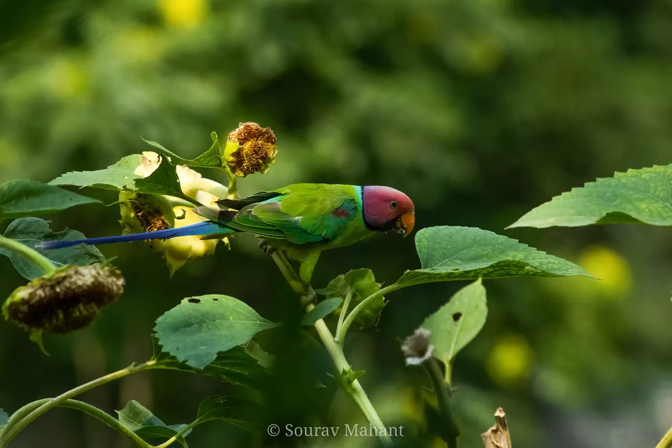 Photo of Dhaman By Sourav Mahant