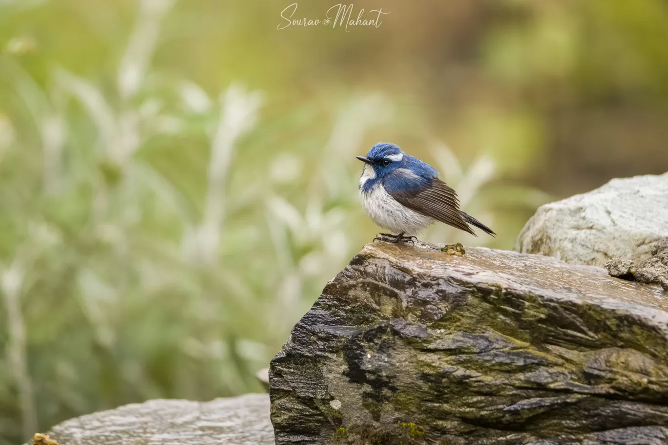 Photo of Dhaman By Sourav Mahant