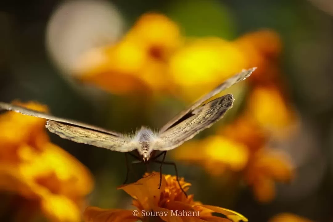 Photo of Dhaman By Sourav Mahant