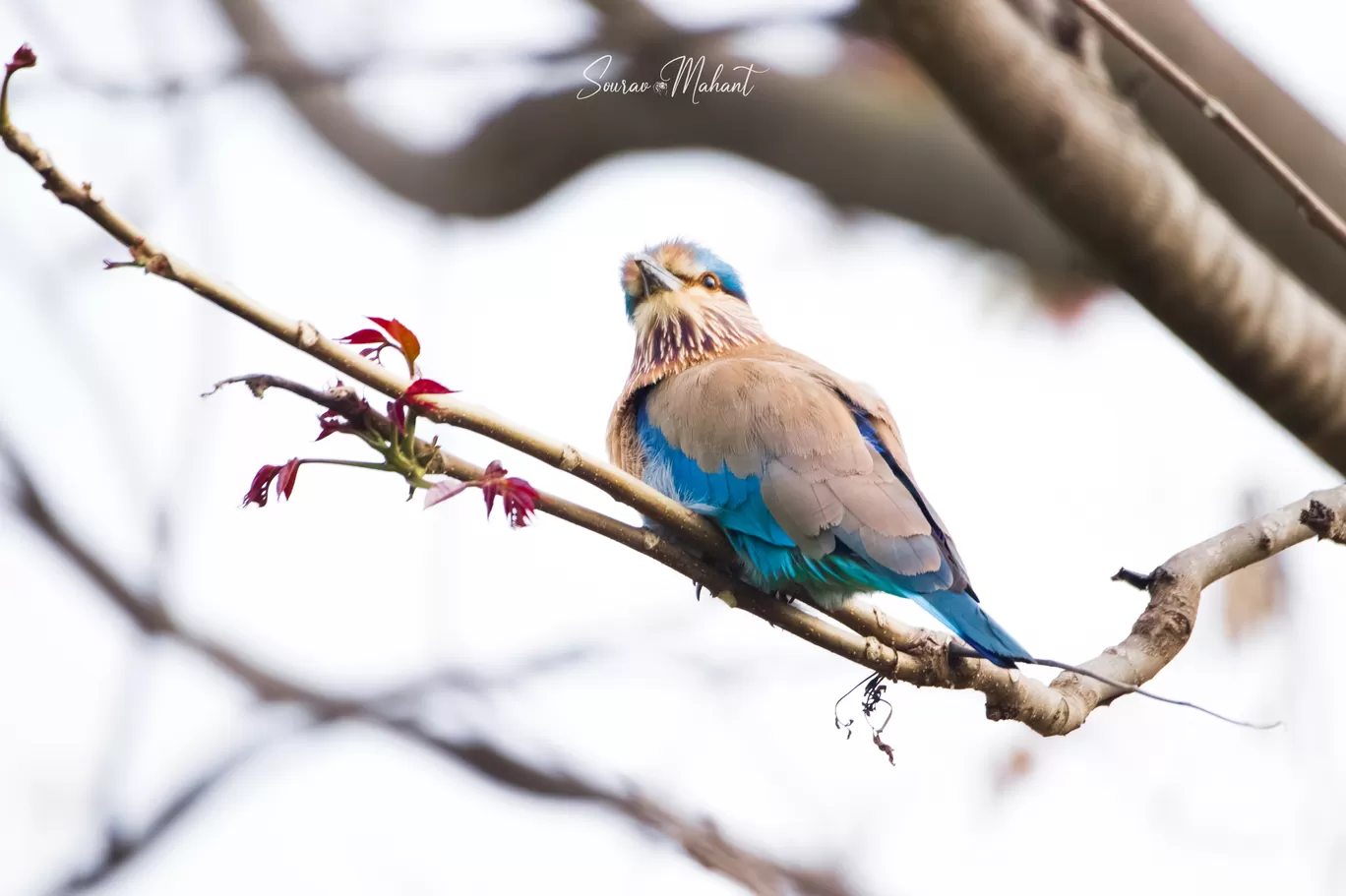 Photo of Dhaman By Sourav Mahant