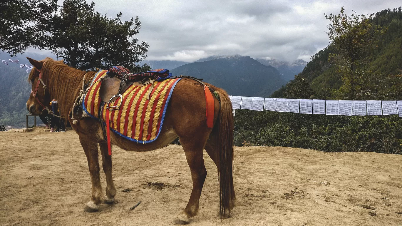 Photo of Paro By Setu Chhaya