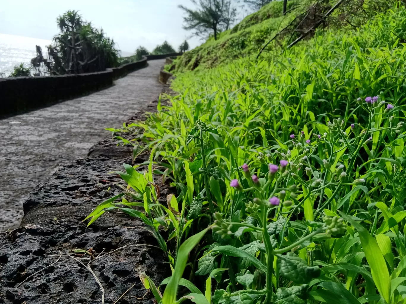 Photo of Bekal Fort By Sanjay Soman