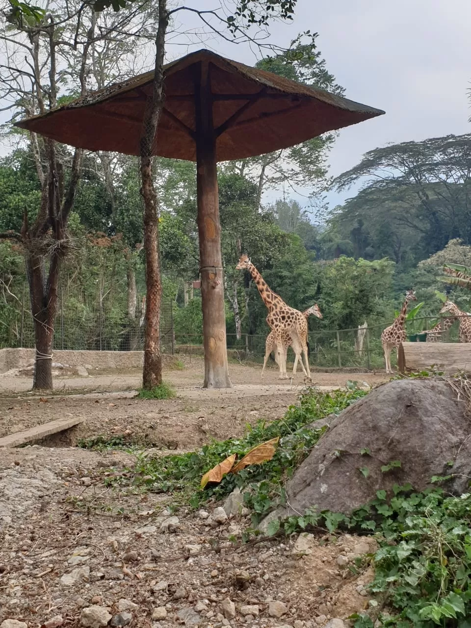 Photo of Taman Safari By Faizan 