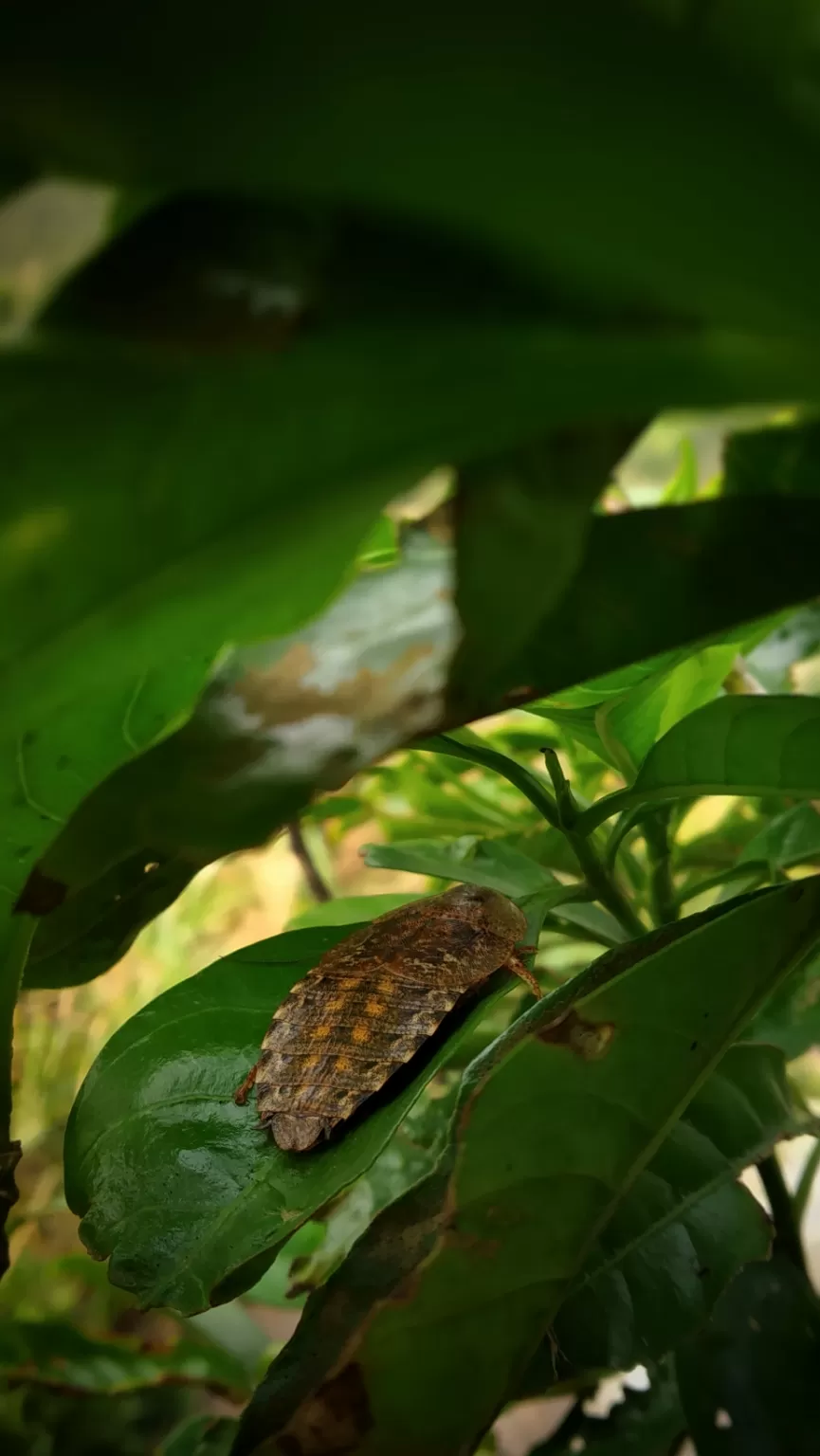 Photo of Ramakkalmedu By Sooraj K Babu