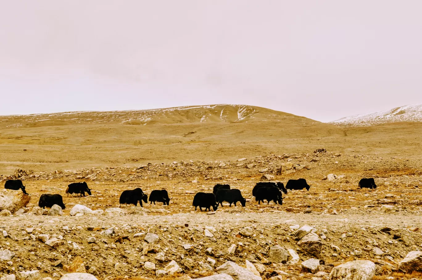 Photo of Tso Lhamo Lake By Nomad Soul : Suman Roy