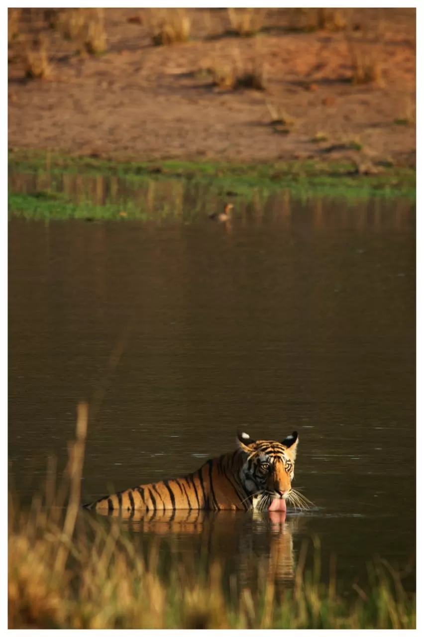 Photo of Bandhavgarh National Park By Abhijeet Singh Visen