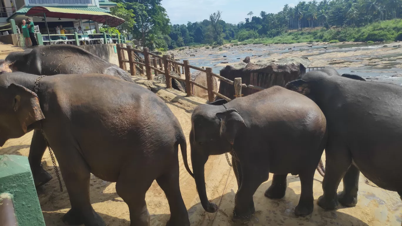 Photo of Sri Lanka By ab