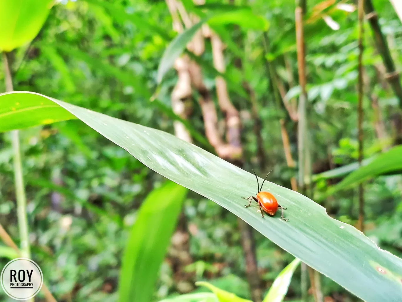 Photo of Meghalaya By Baishayan Roy