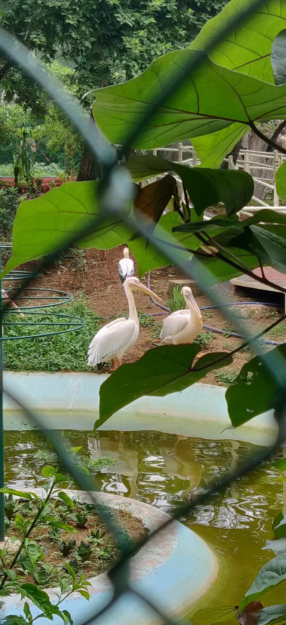 Photo of Nehru Zoological Park By selfie 