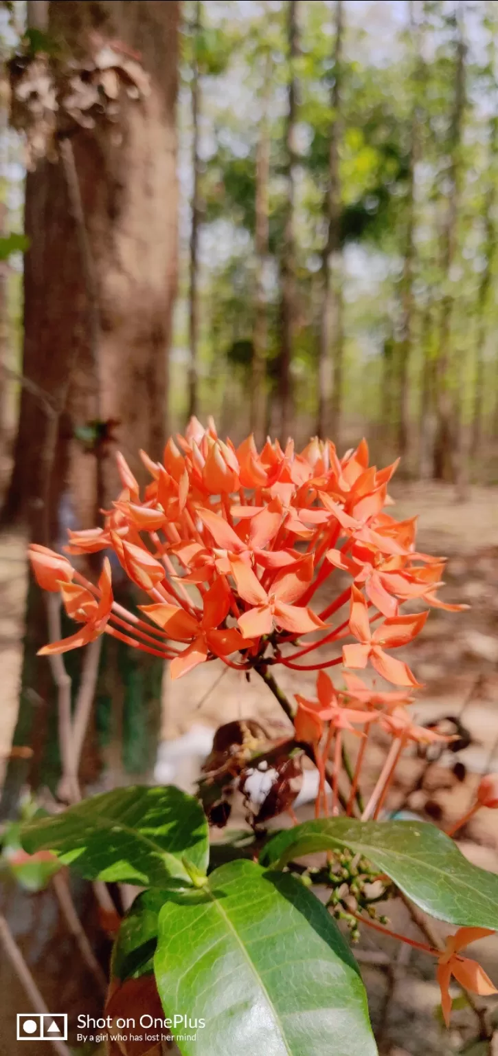 Photo of Jhargram By Paramita Sarker