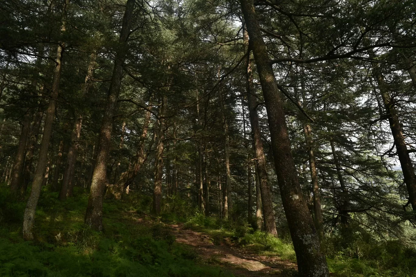 Photo of Chail By Arif Ali