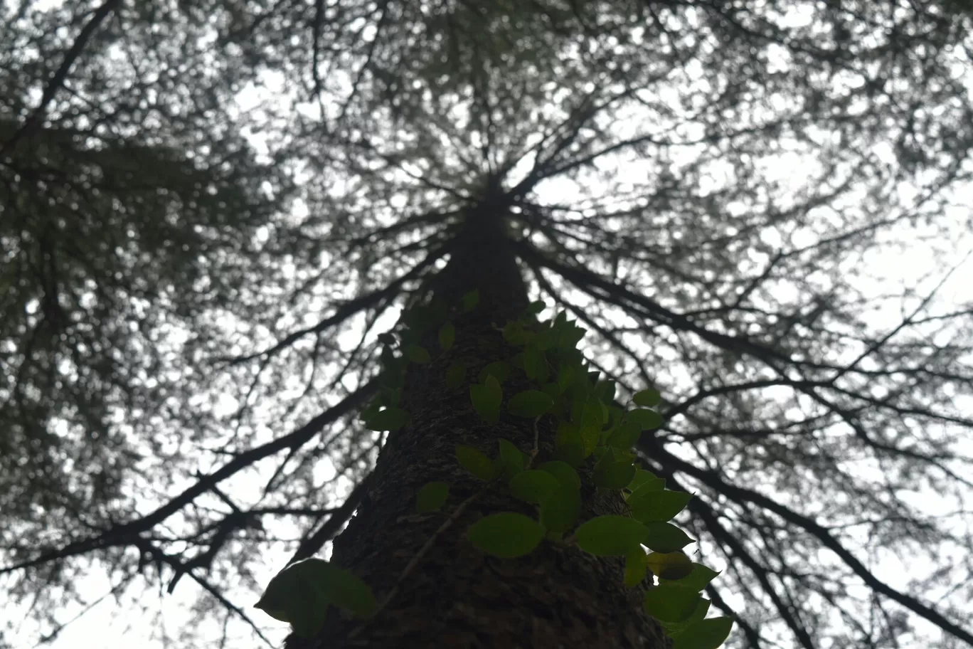 Photo of Chail By Arif Ali