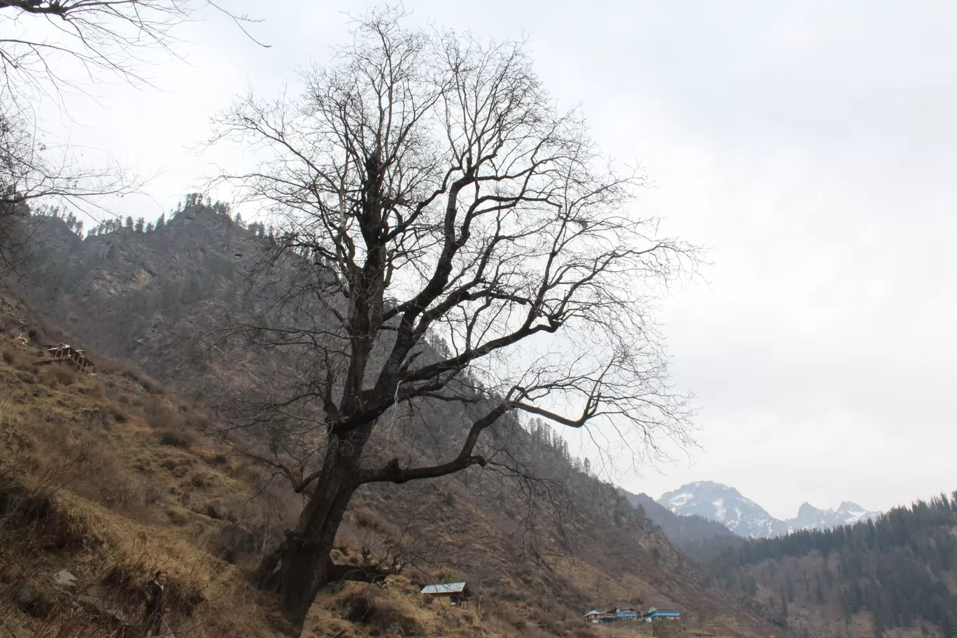 Photo of Tosh By jigmet tsewang