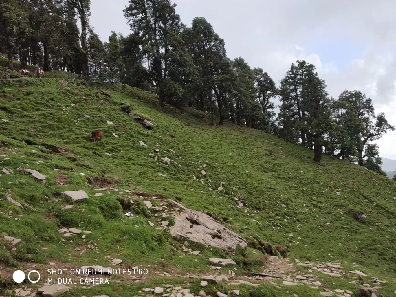 Photo of Chopta Tungnath Chandrashila Trekking By Ankit Tyagi