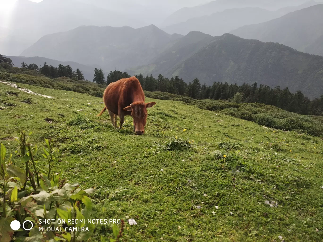 Photo of Chopta Tungnath Chandrashila Trekking By Ankit Tyagi