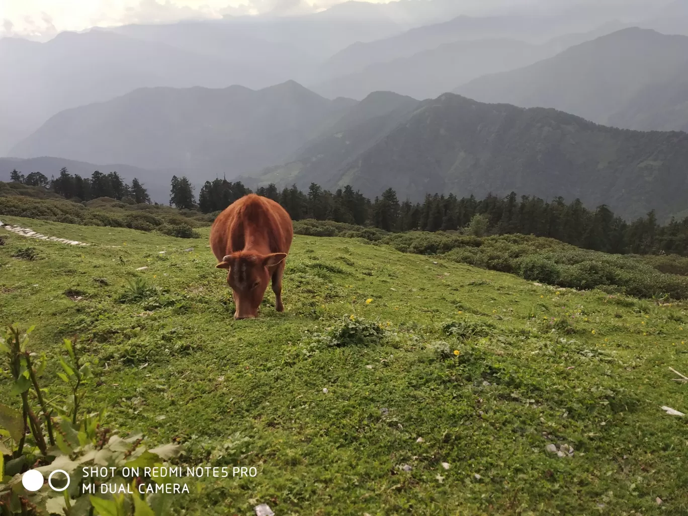 Photo of Chopta Tungnath Chandrashila Trekking By Ankit Tyagi