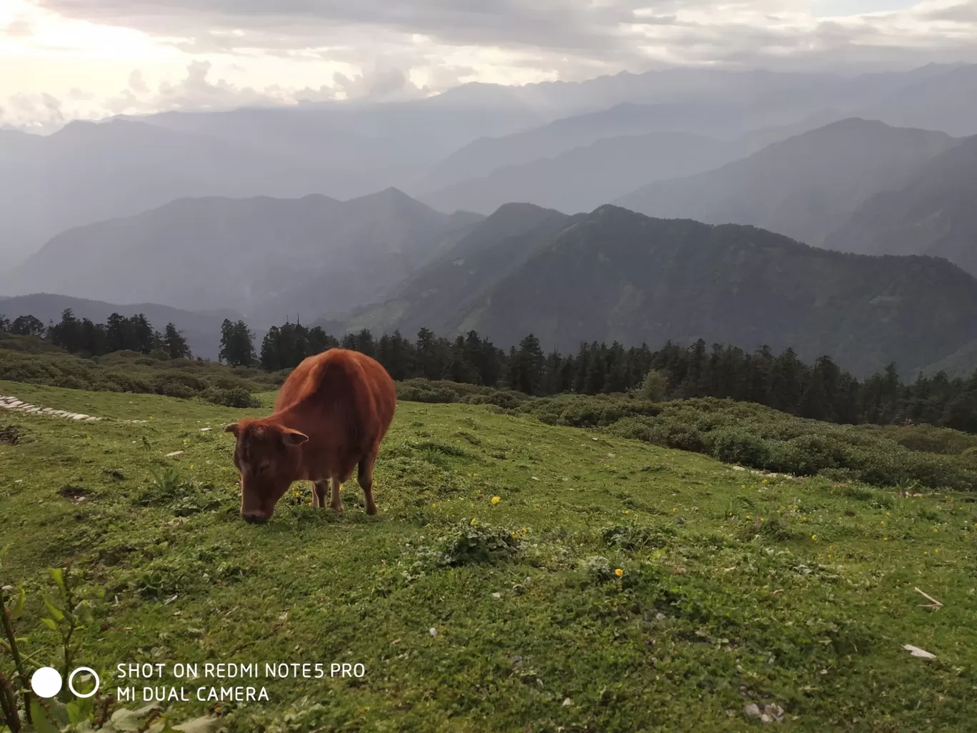Photo of Chopta Tungnath Chandrashila Trekking By Ankit Tyagi