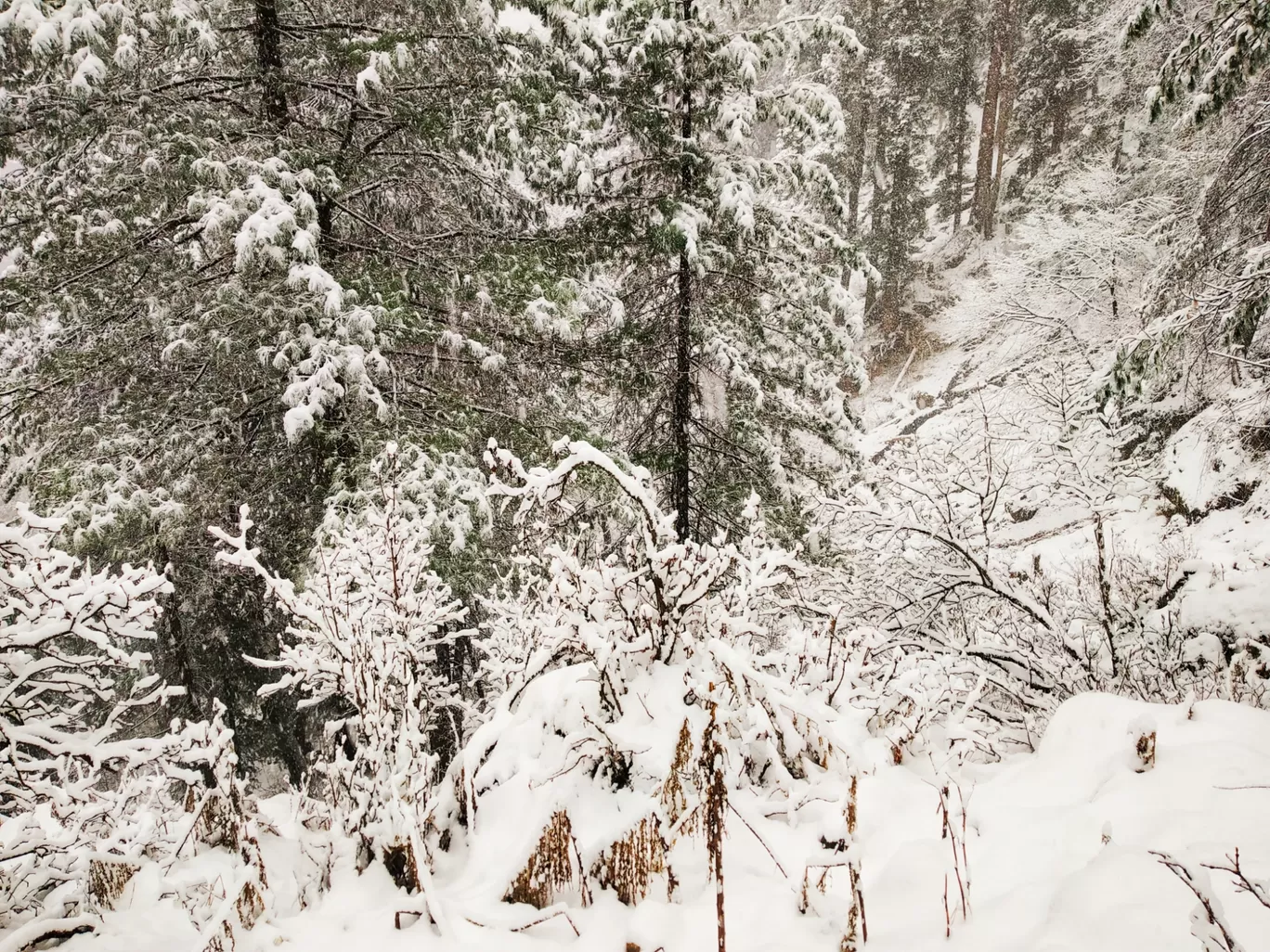 Photo of Kheerganga Trek and Camps By Ankit Tyagi