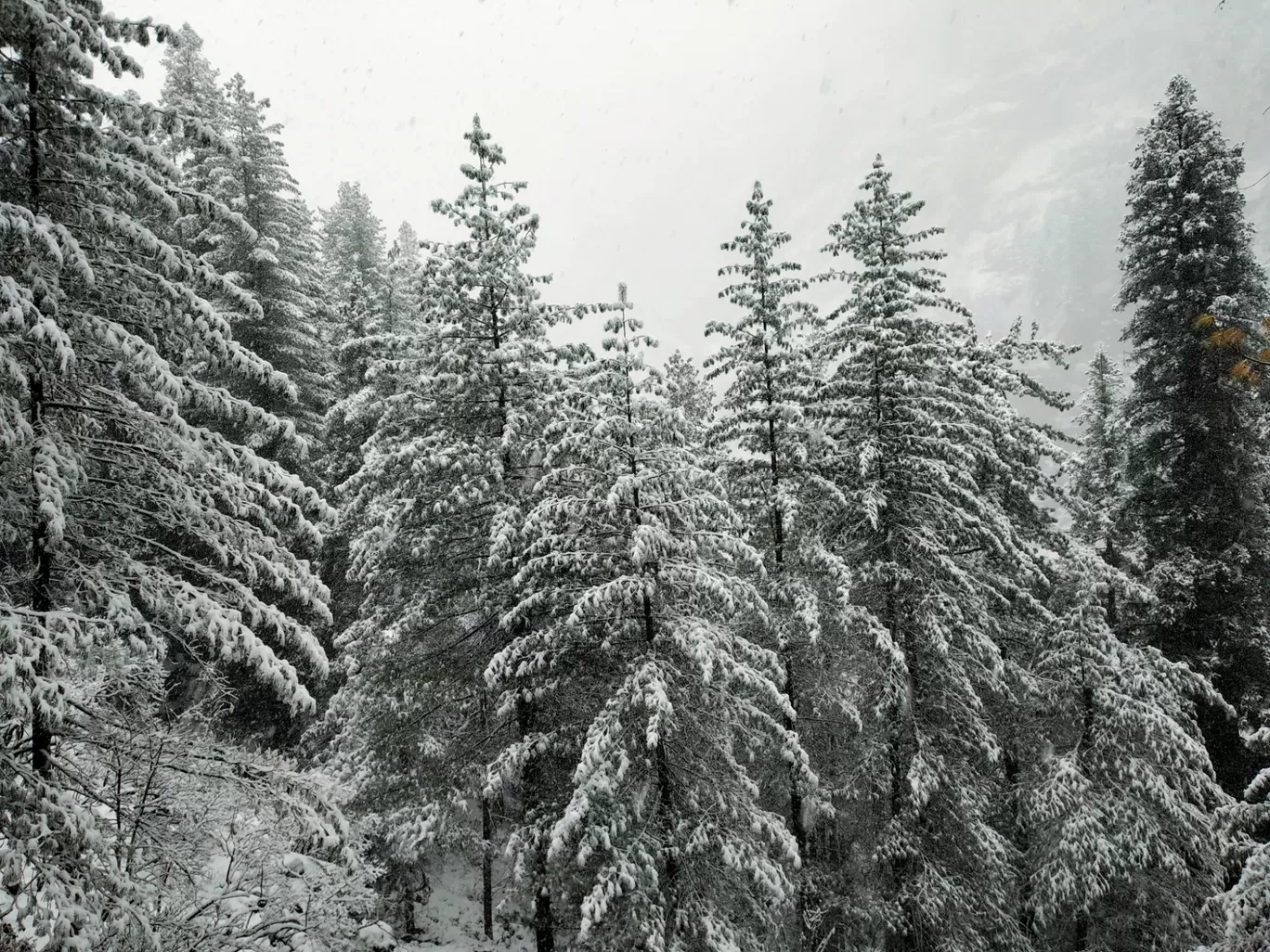 Photo of Kheerganga Trek and Camps By Ankit Tyagi